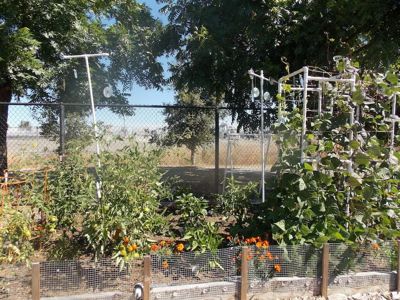 community garden