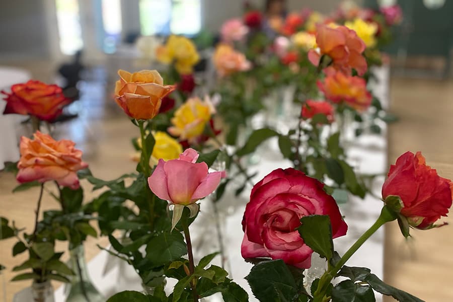 colorful roses on a table