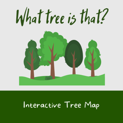 What tree is that